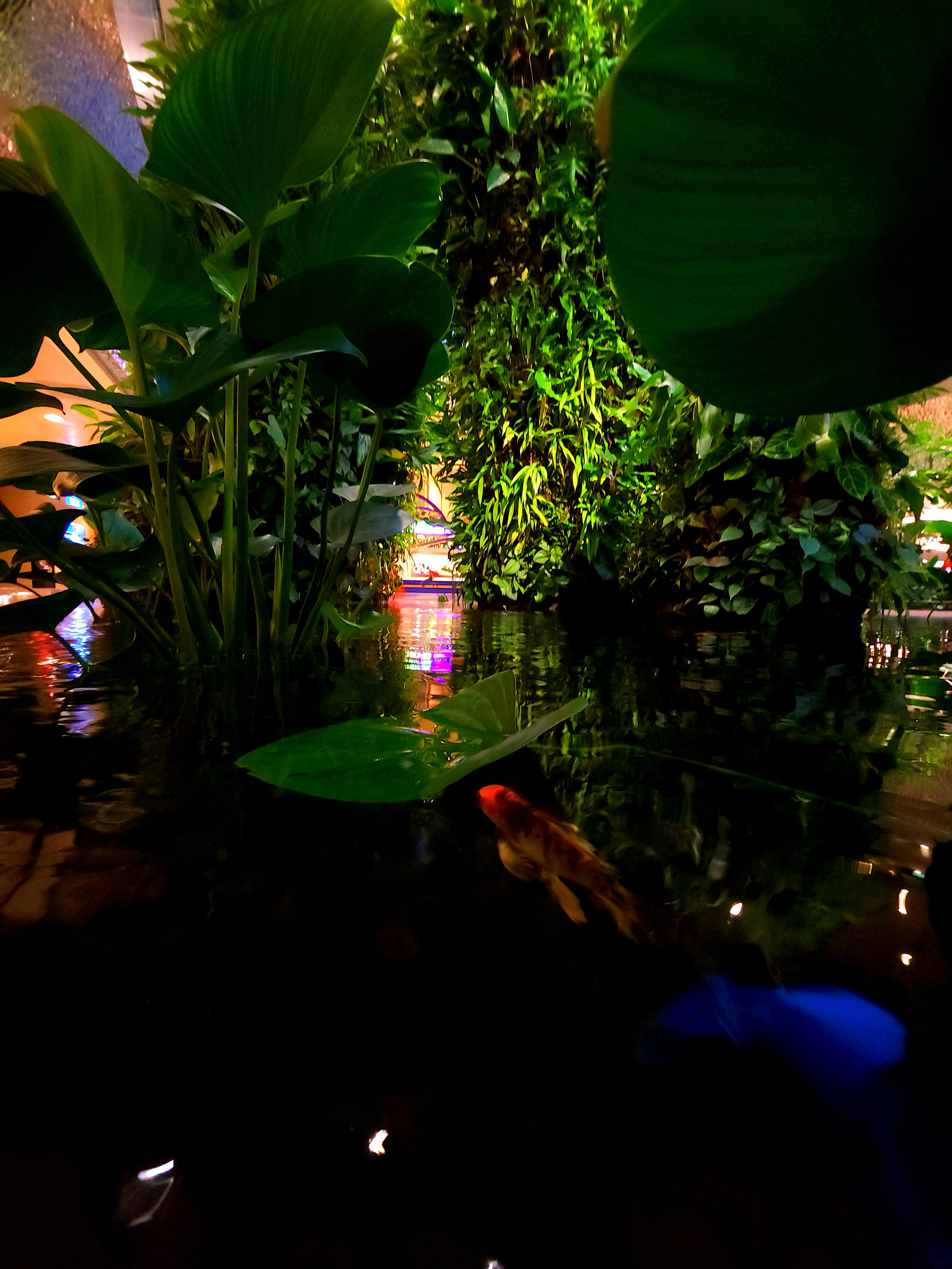 Dense indoor greenery reflected in a dark pool